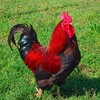 Rooster