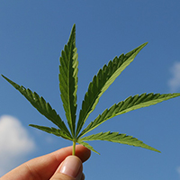 Cannabis