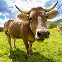 Cow4