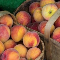 Peaches square