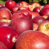 apples v2